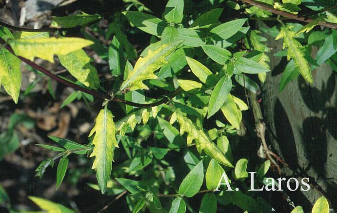 Lonicera japonica 'Horwood Gem'