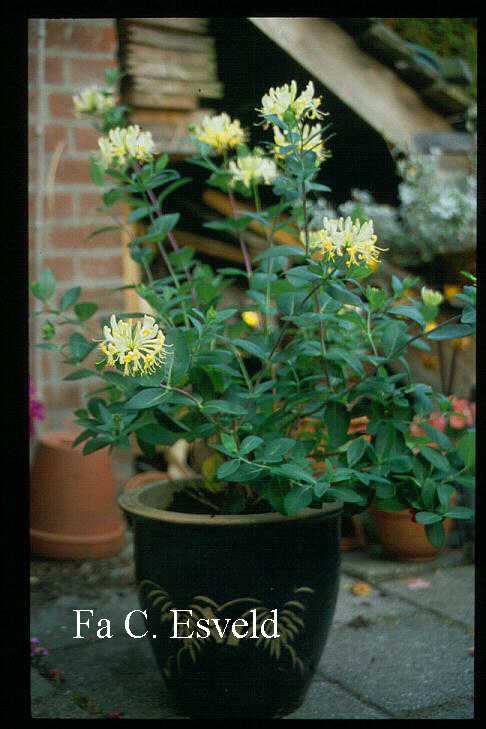 Lonicera periclymenum 'Martine'
