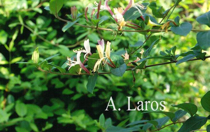 Lonicera japonica 'Purpurea'