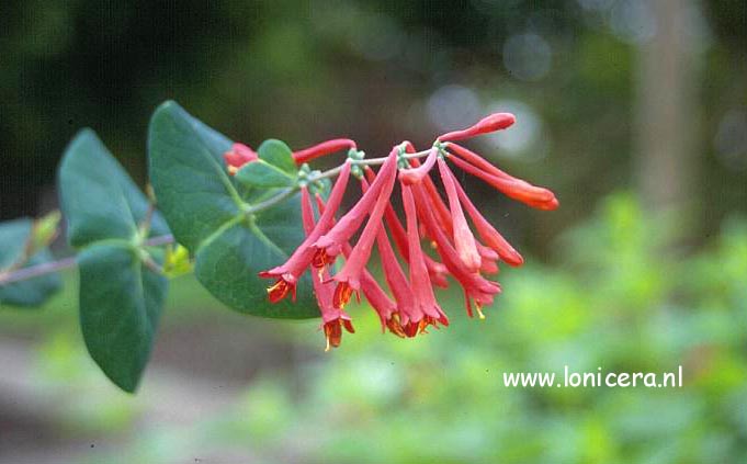 Lonicera sempervirens