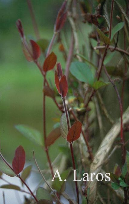 Lonicera japonica 'Purpurea'