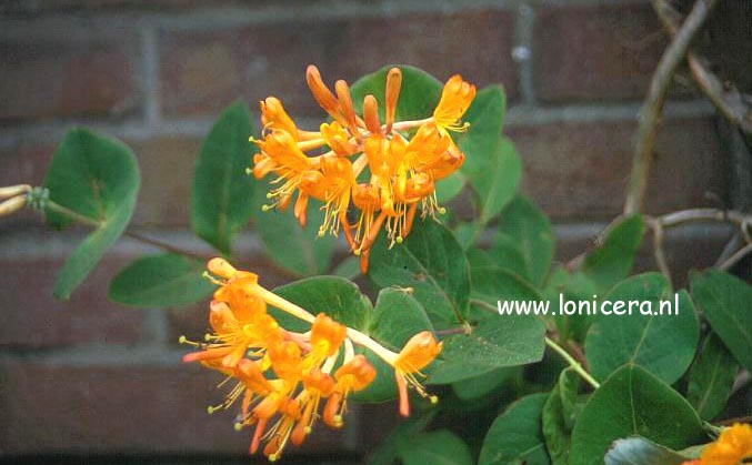 Lonicera tellmanniana