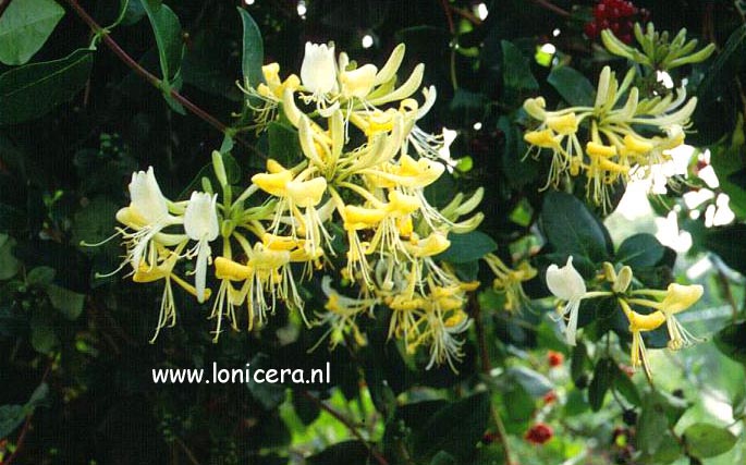 Lonicera periclymenum