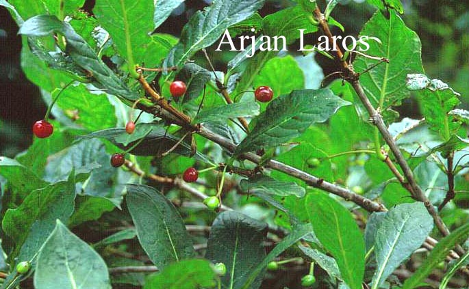 Lonicera alpigena