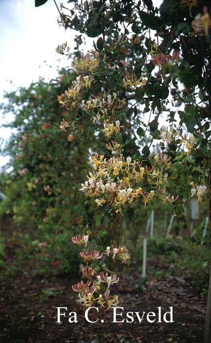 Lonicera periclymenum 'Winchester'