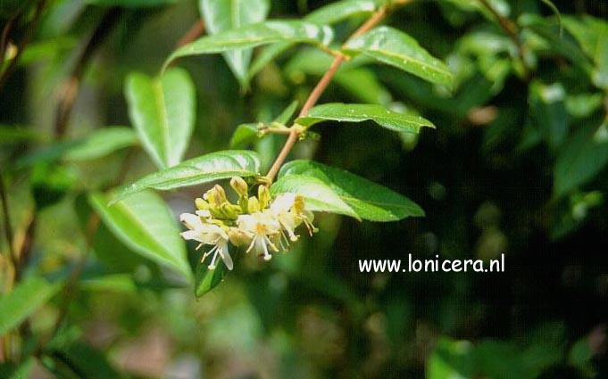 Lonicera glabrata