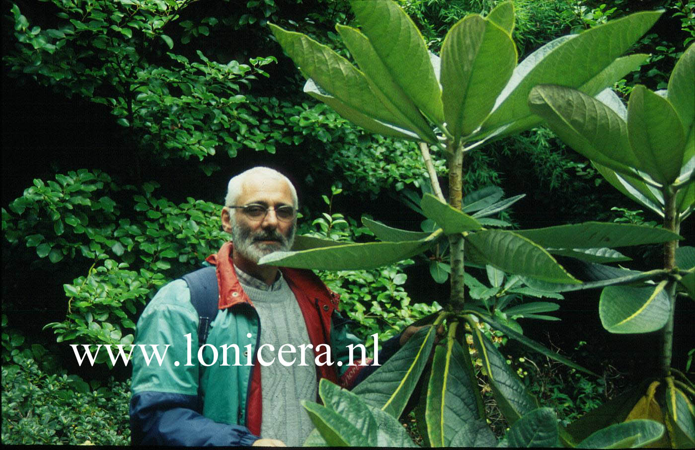 Rhododendron sinogrande