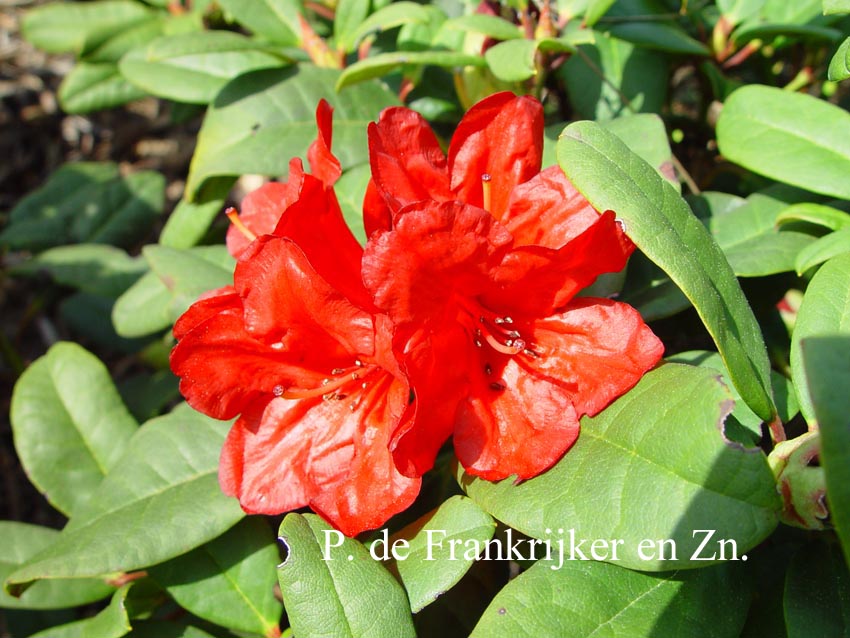 Rhododendron 'Mannheim' (60118)