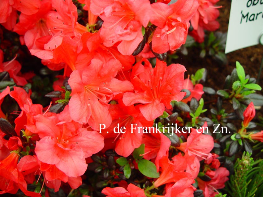 Azalea 'Maruschka'