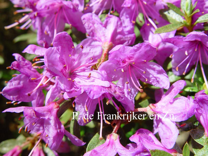 Rhododendron 'Pink Drift' (60124)