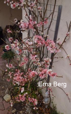Chaenomeles speciosa 'Moerloosei'