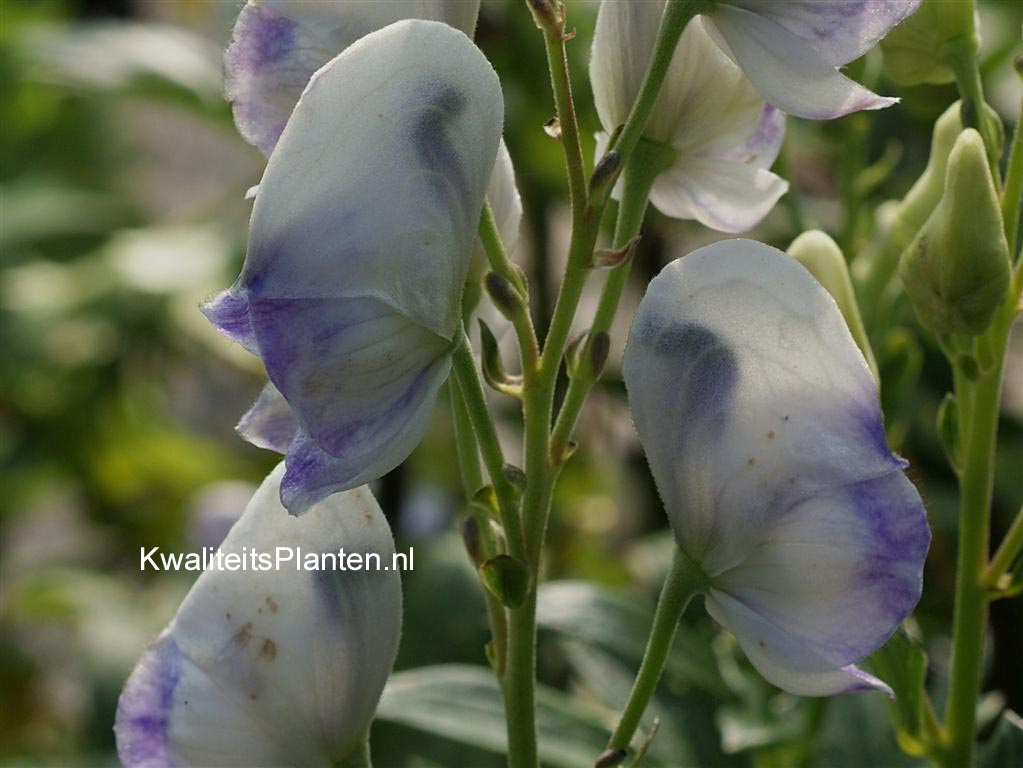 Aconitum carmichaelii 'Cloudy'