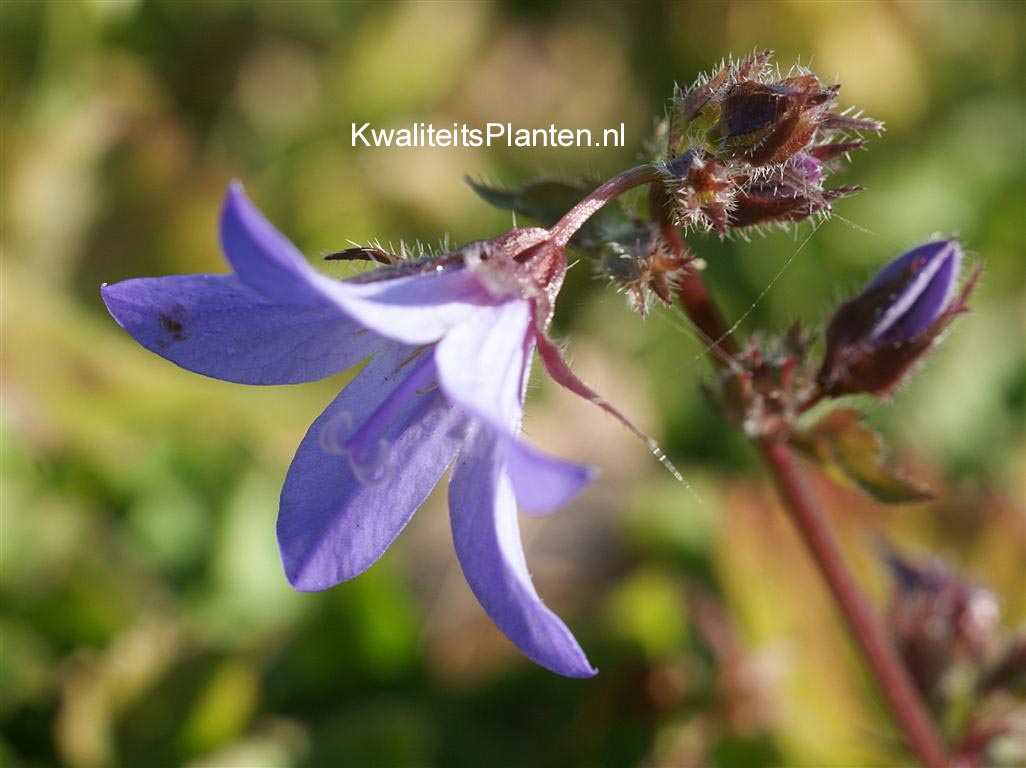 Campanula poscharskyana 'Stella'