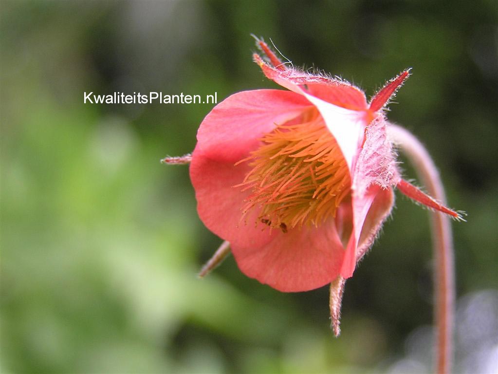 Geum rivale 'Leonard's Variety'