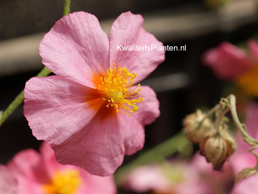 Helianthemum 'Lawrenson's Pink'