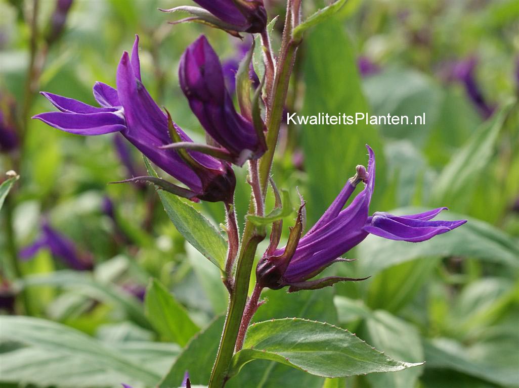 Lobelia speciosa