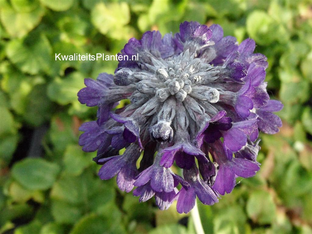 Primula capitata ssp. mooreana