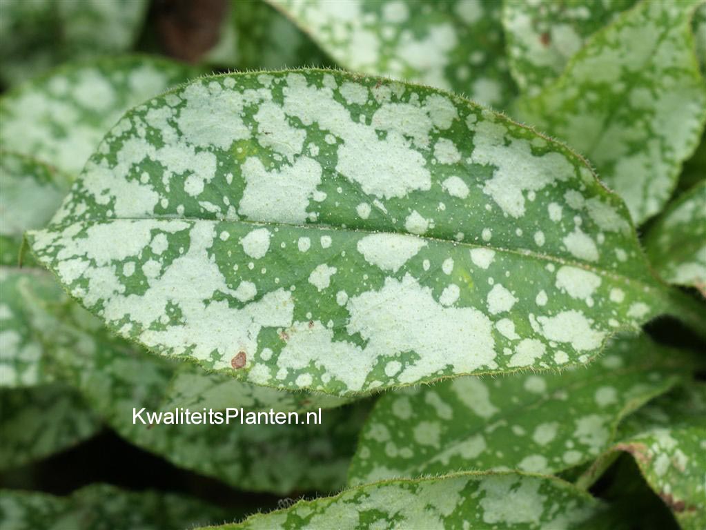 Pulmonaria saccharata 'Mrs. Moon'