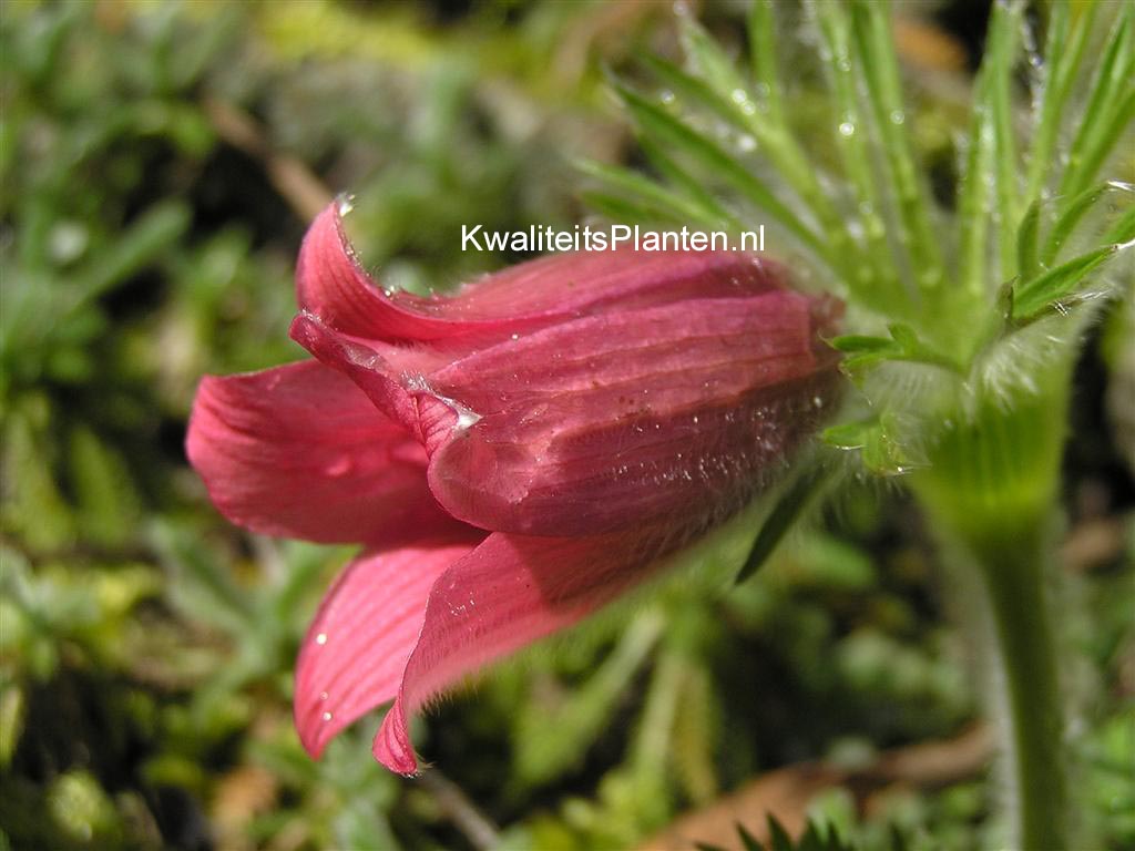 Pulsatilla vulgaris 'Rubra'