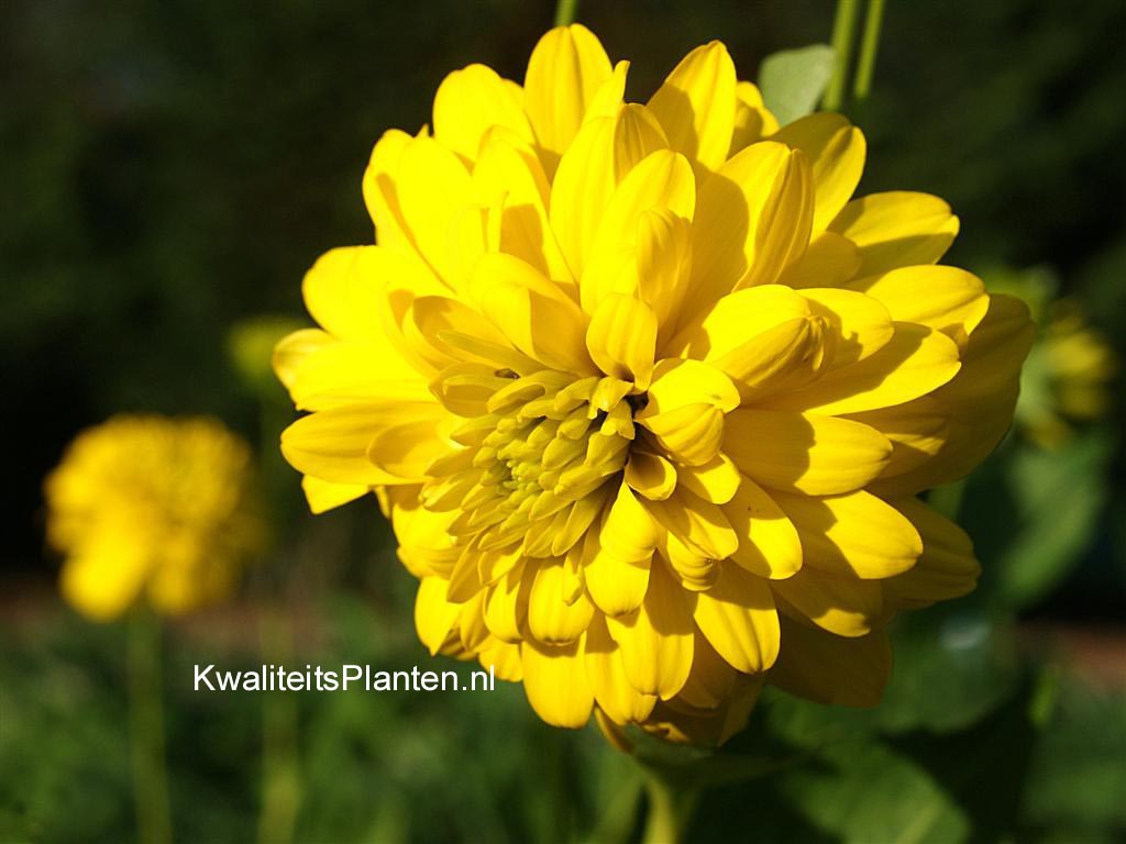 Rudbeckia laciniata 'Goldquelle'