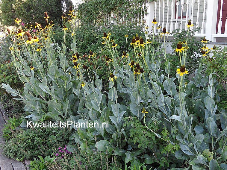 Rudbeckia maxima