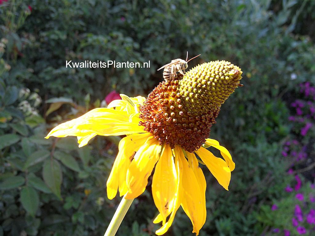 Rudbeckia maxima