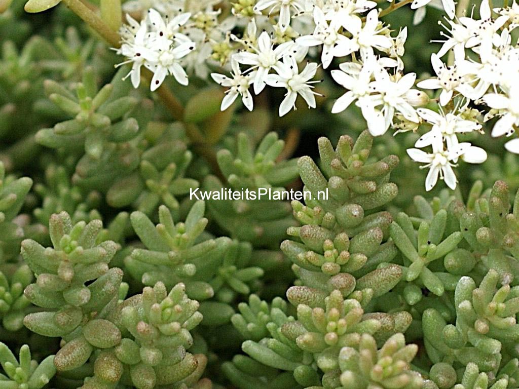 Sedum album 'Coral Carpet'