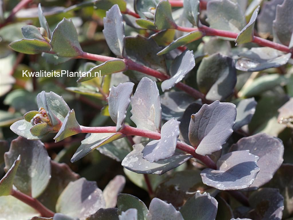 Sedum 'Bertram Anderson'