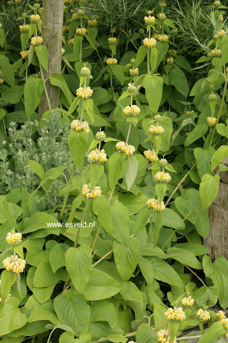 Phlomis russeliana