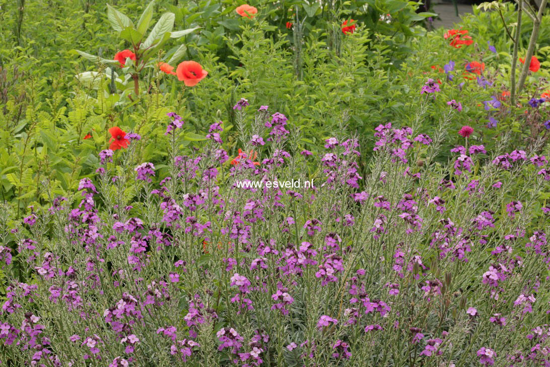 Erysimum 'Bowles Mauve'