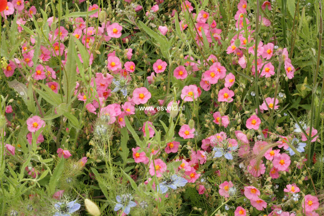 Helianthemum 'Ben Hope'