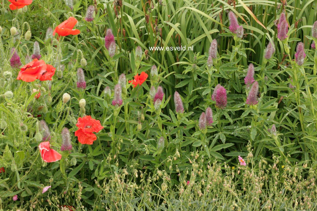 Trifolium rubens