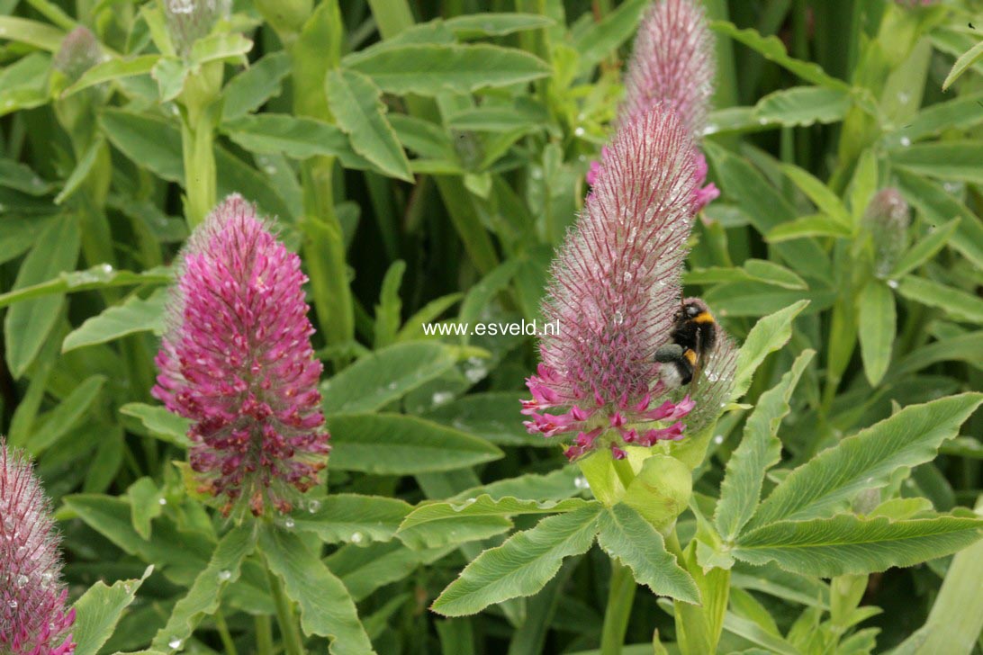 Trifolium rubens