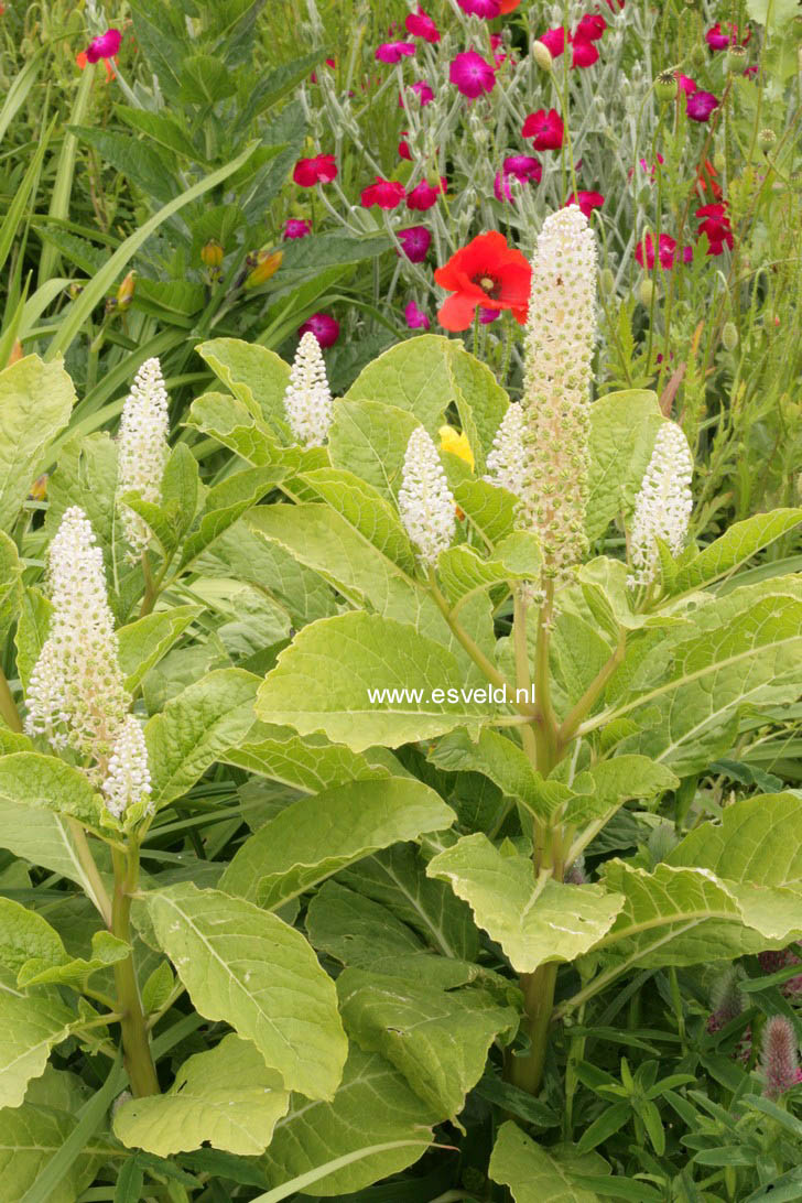 Phytolacca americana