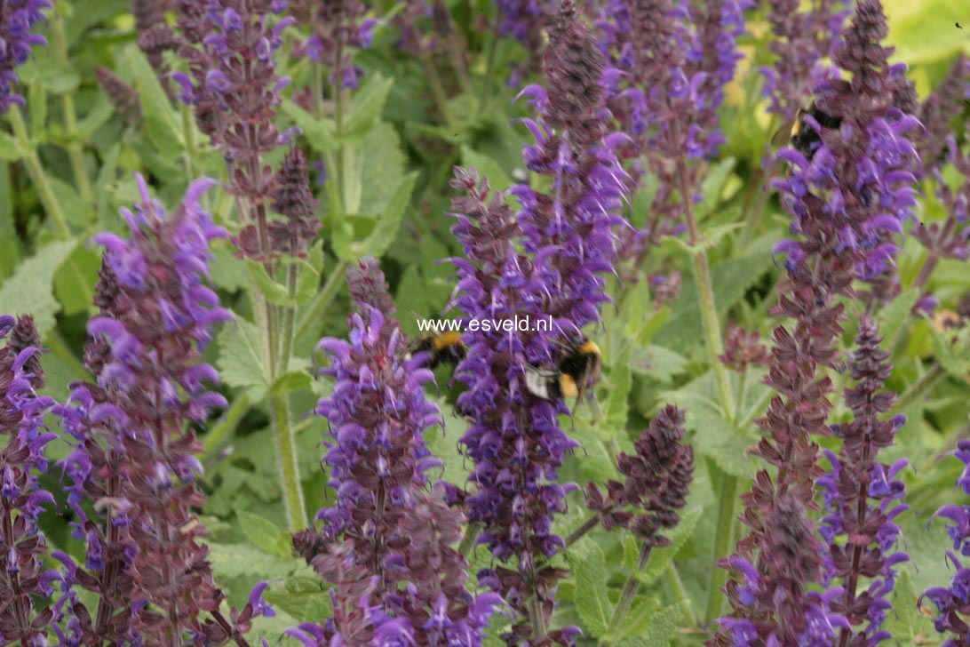 Salvia nemorosa 'Mainacht'