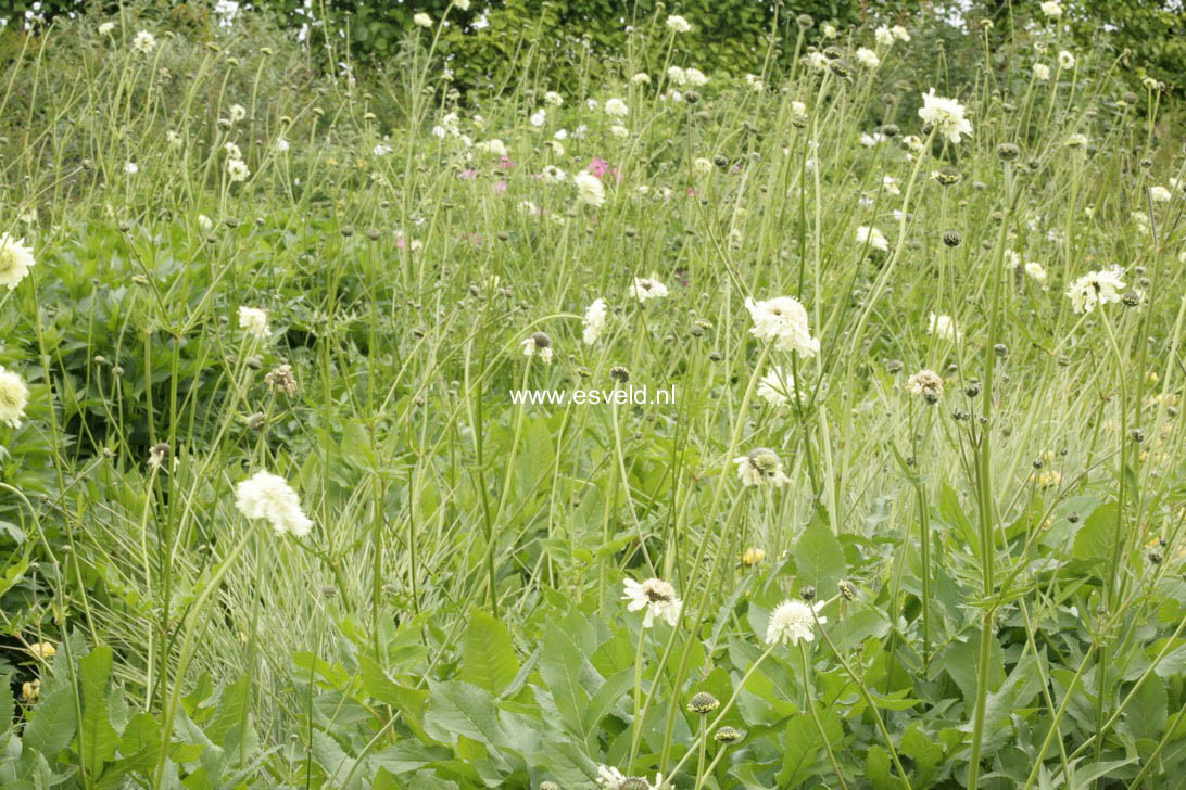 Cephalaria gigantea