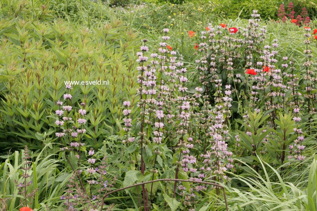 Phlomis tuberosa 'Amazone'