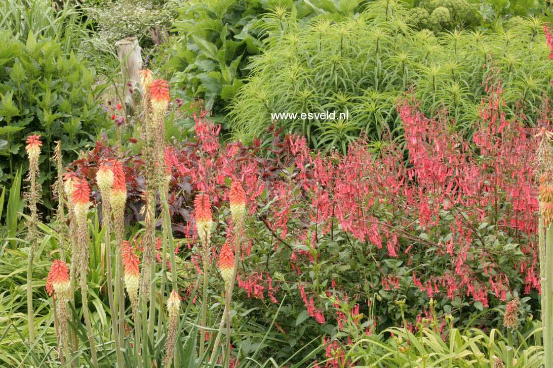 Phygelius rectus 'African Queen'