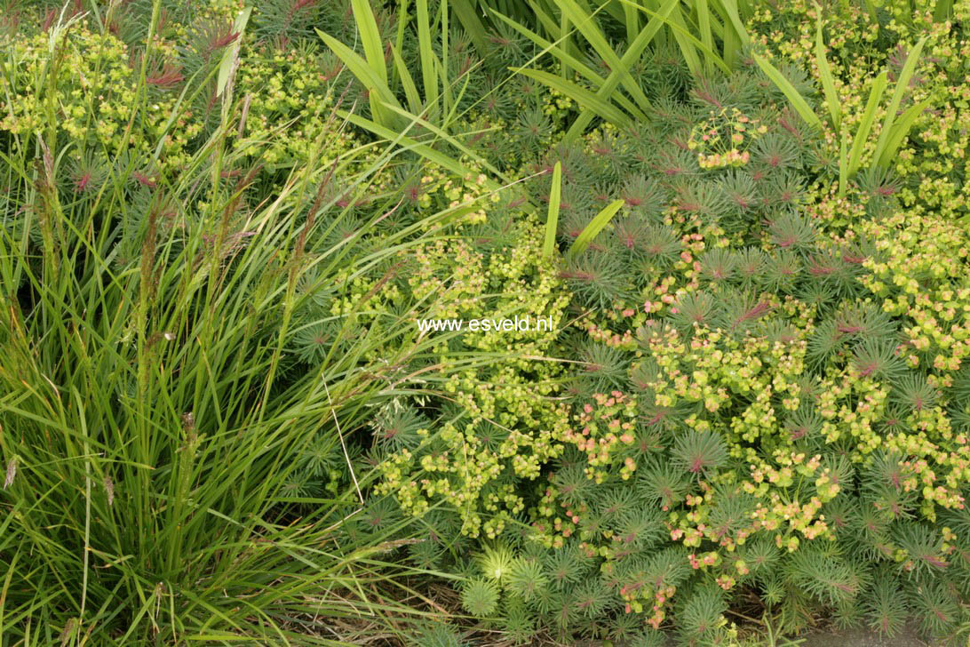 Euphorbia cyparissias 'Clarice Howard'