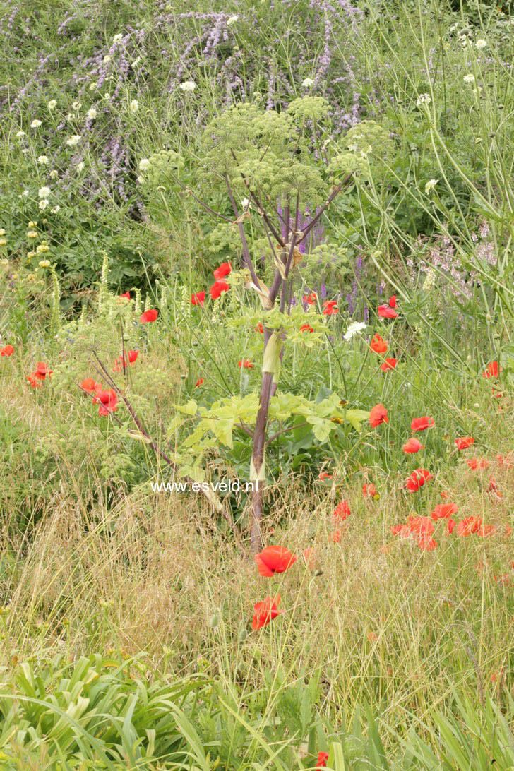 Angelica archangelica