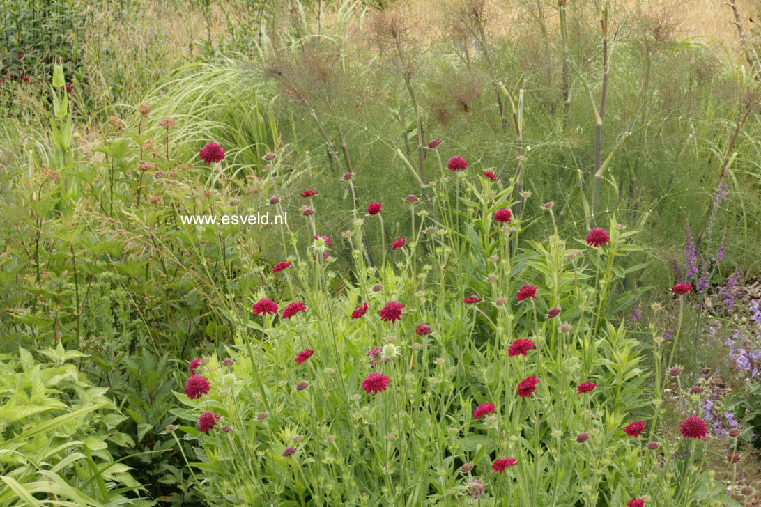 Knautia macedonica