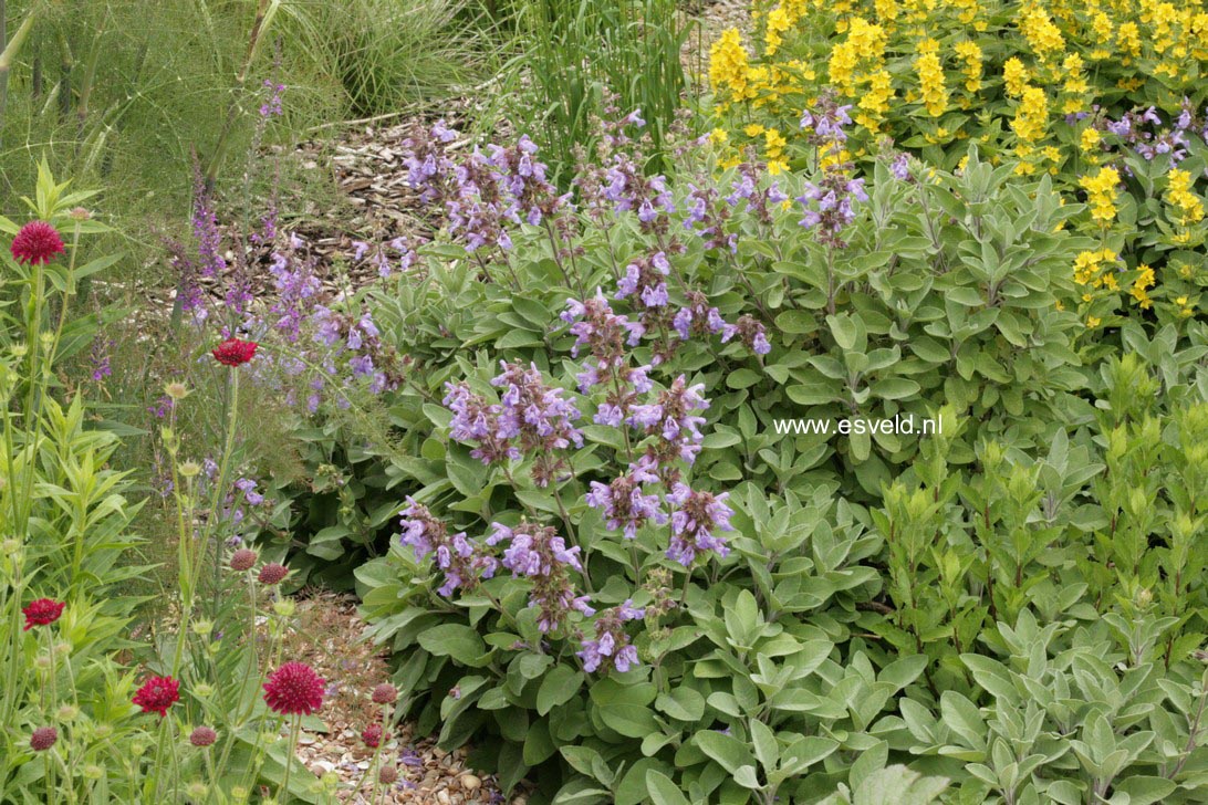 Salvia officinalis