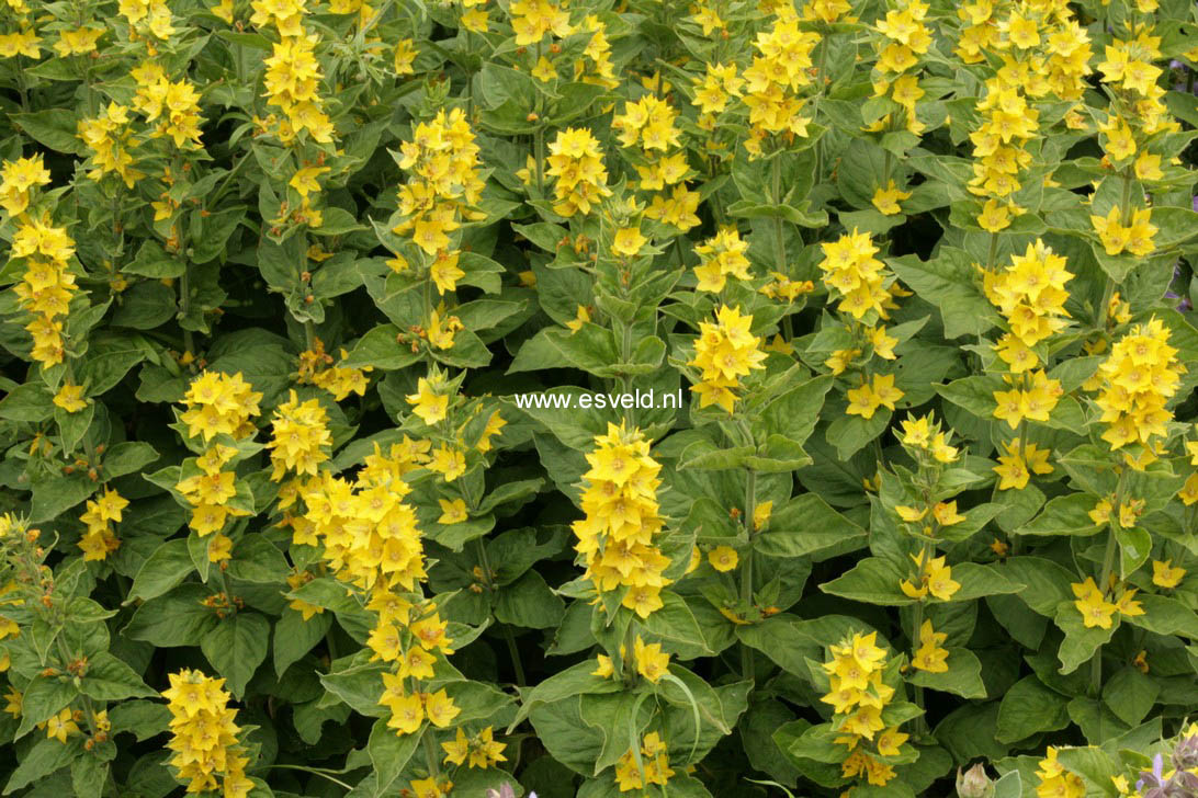 Lysimachia punctata