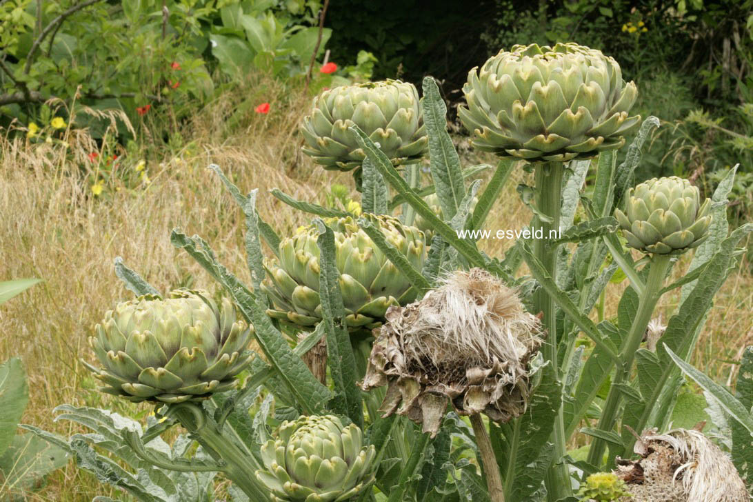 Cynara scolymus