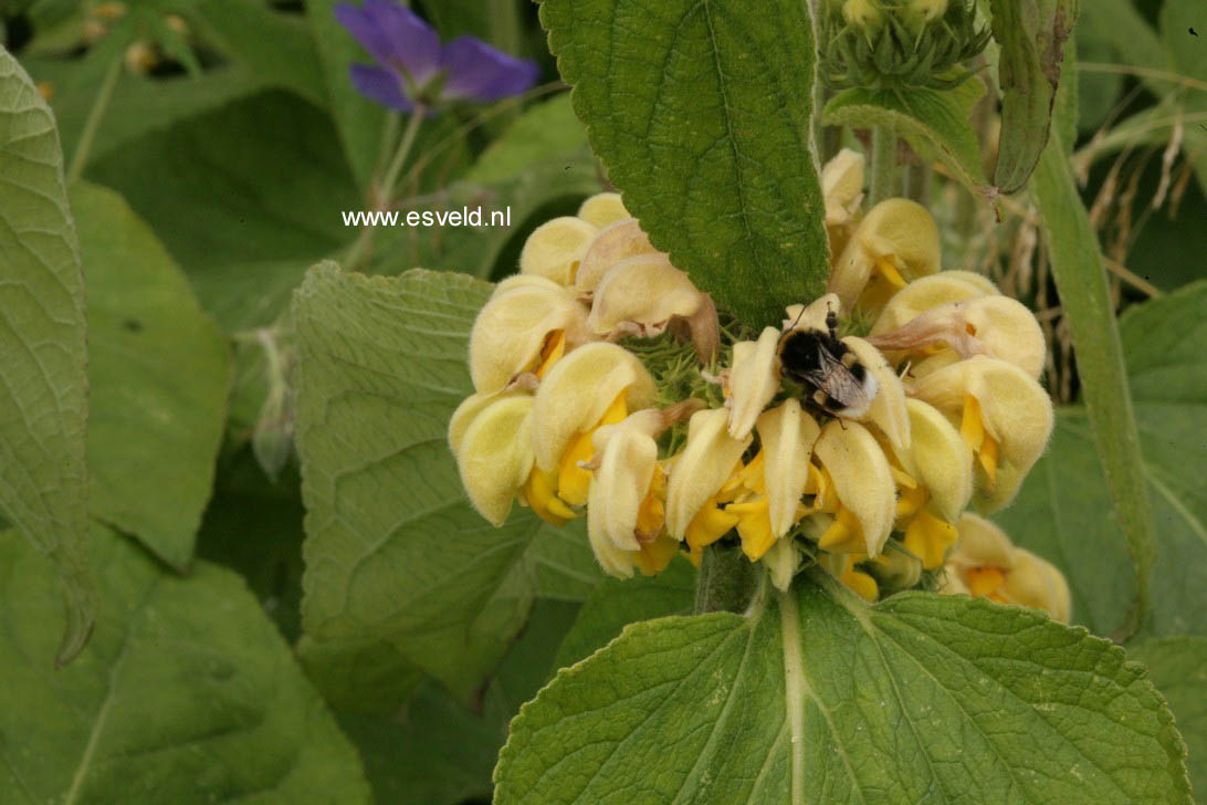 Phlomis russeliana