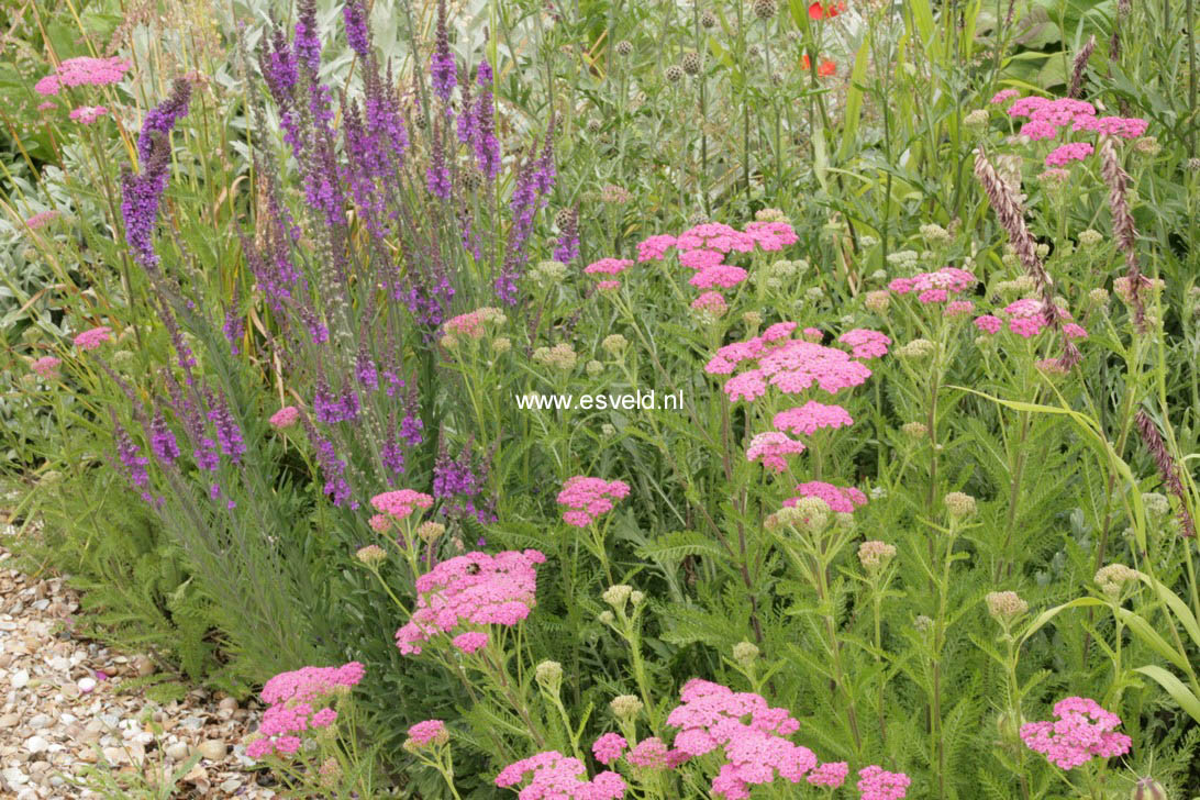 Achillea millefolium 'Cerise Queen'