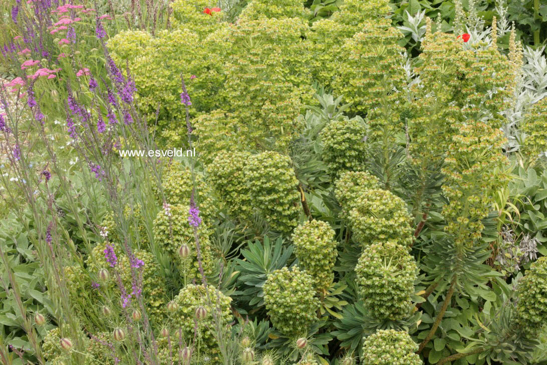 Euphorbia characias