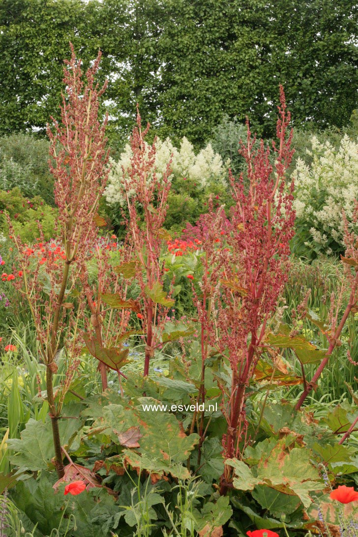 Rheum palmatum tanguticum