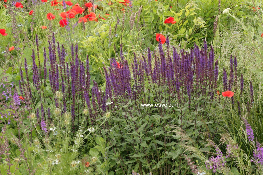 Salvia nemorosa 'Caradonna'