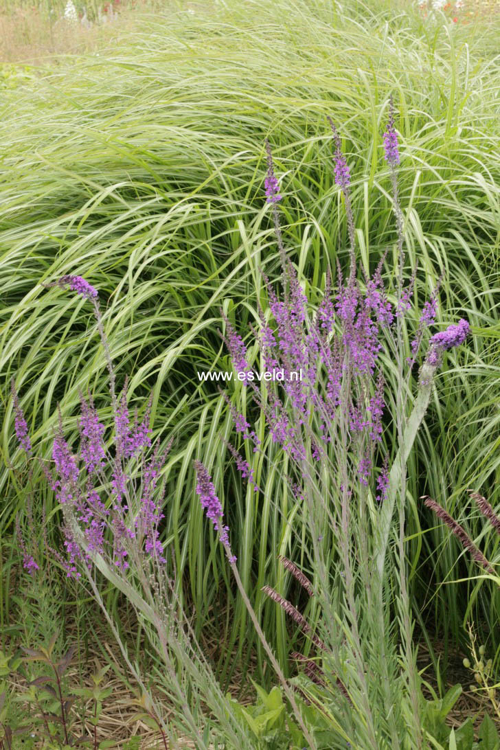 Linaria purpurea